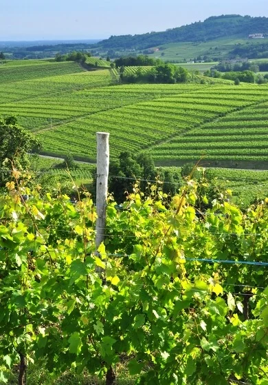 Vingård i Friuli-Venezia Giulia